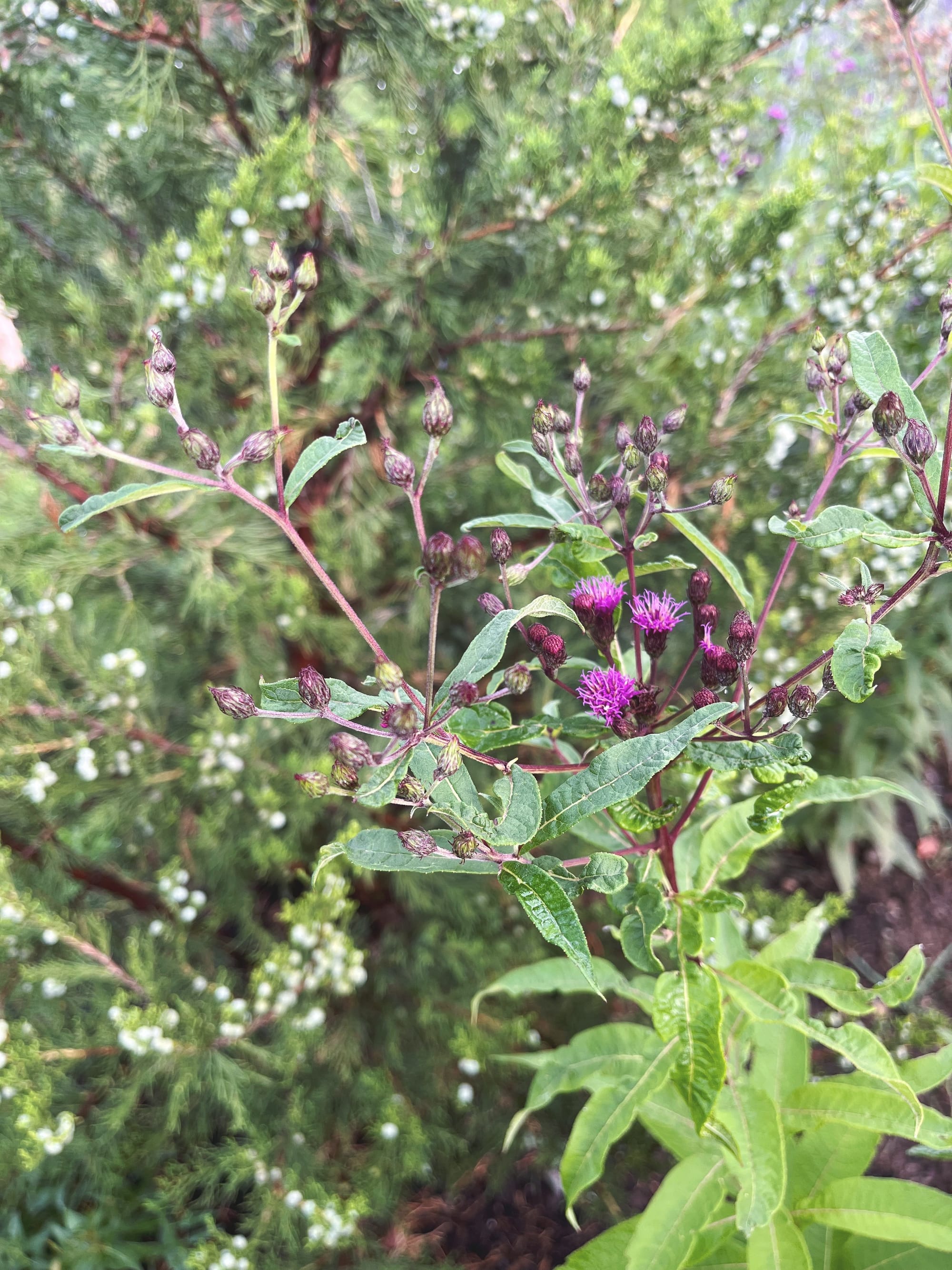 Playing Favorites: New York Ironweed (Vernonia Noveboracensis)
