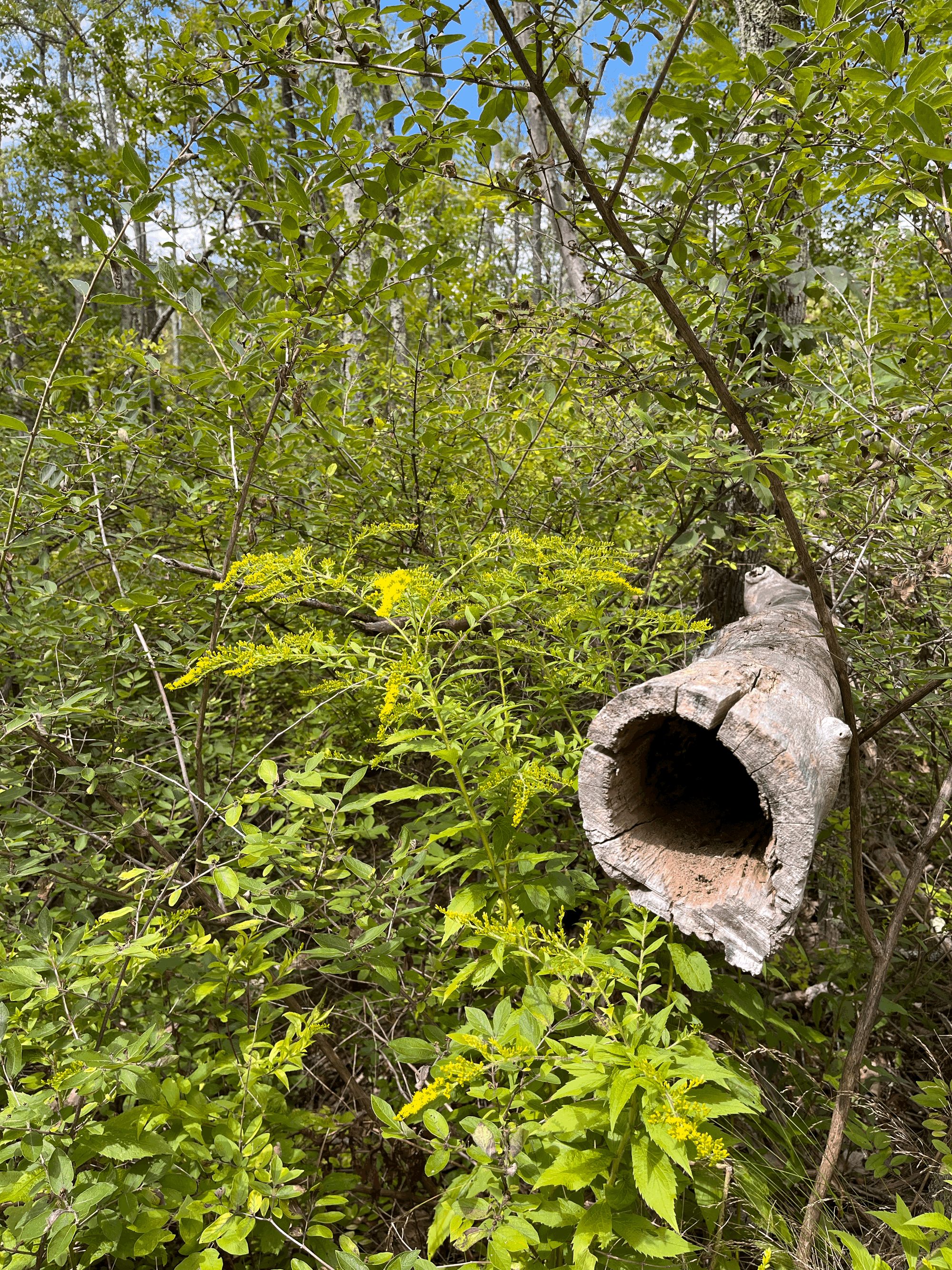 Field Trip: Mountain Top Arboretum