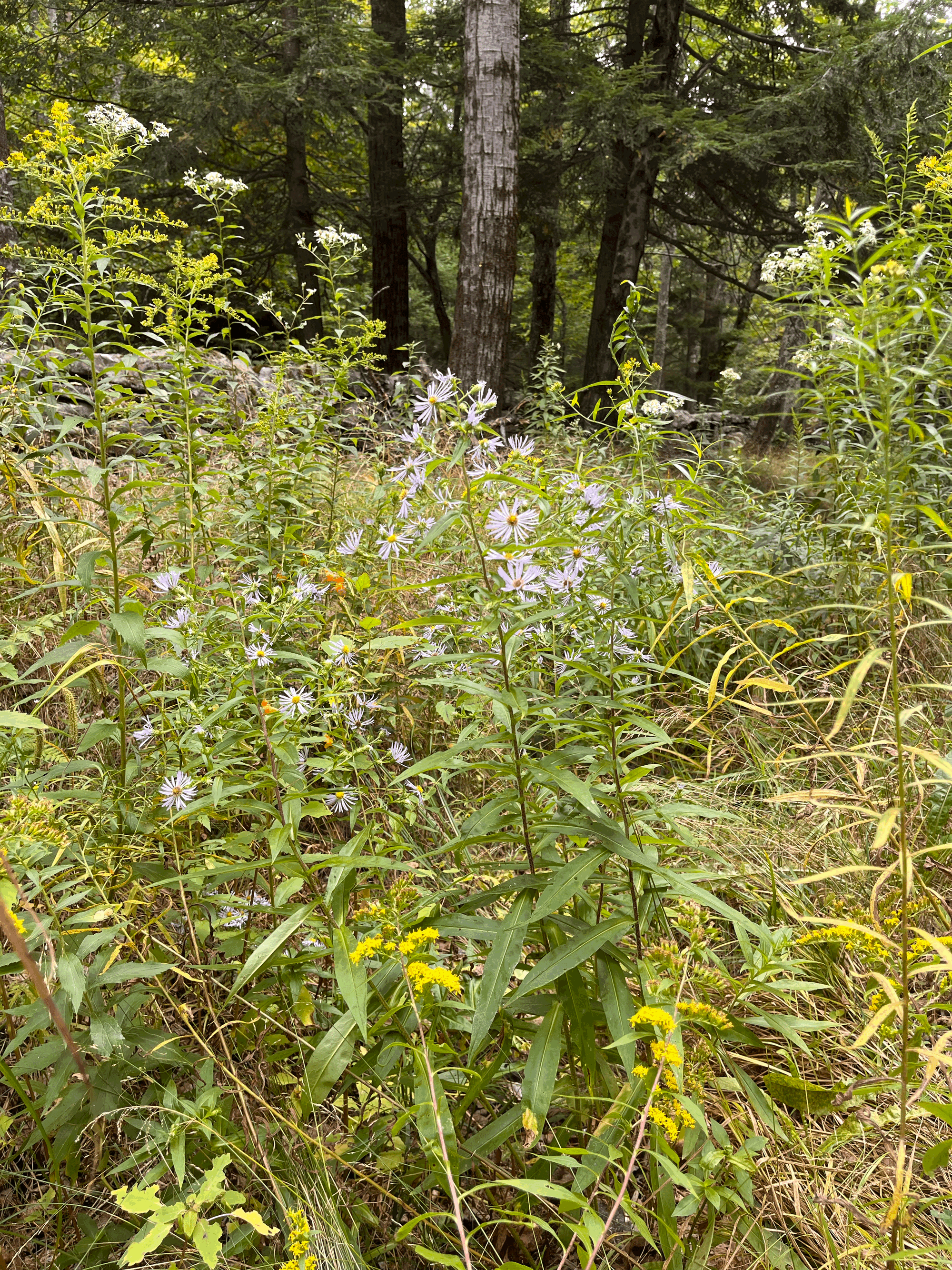 Field Trip: Mountain Top Arboretum