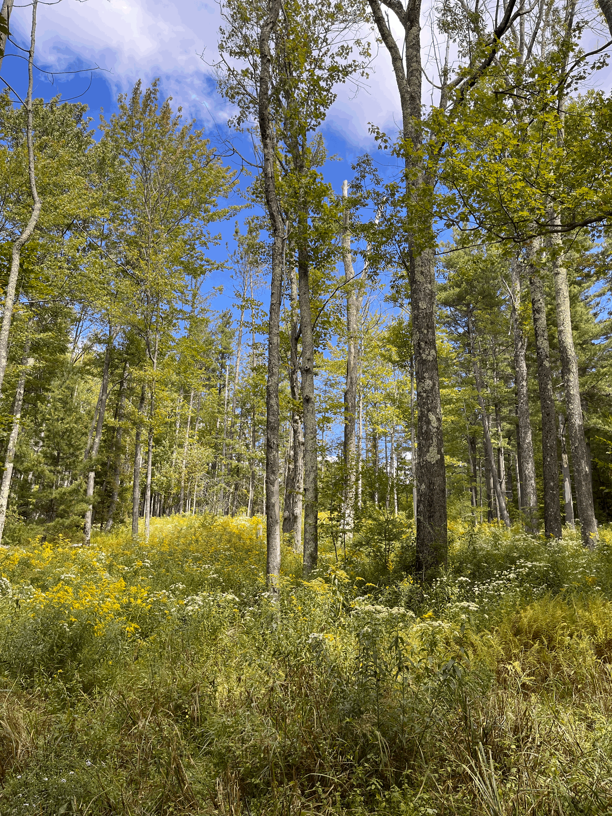 Field Trip: Mountain Top Arboretum