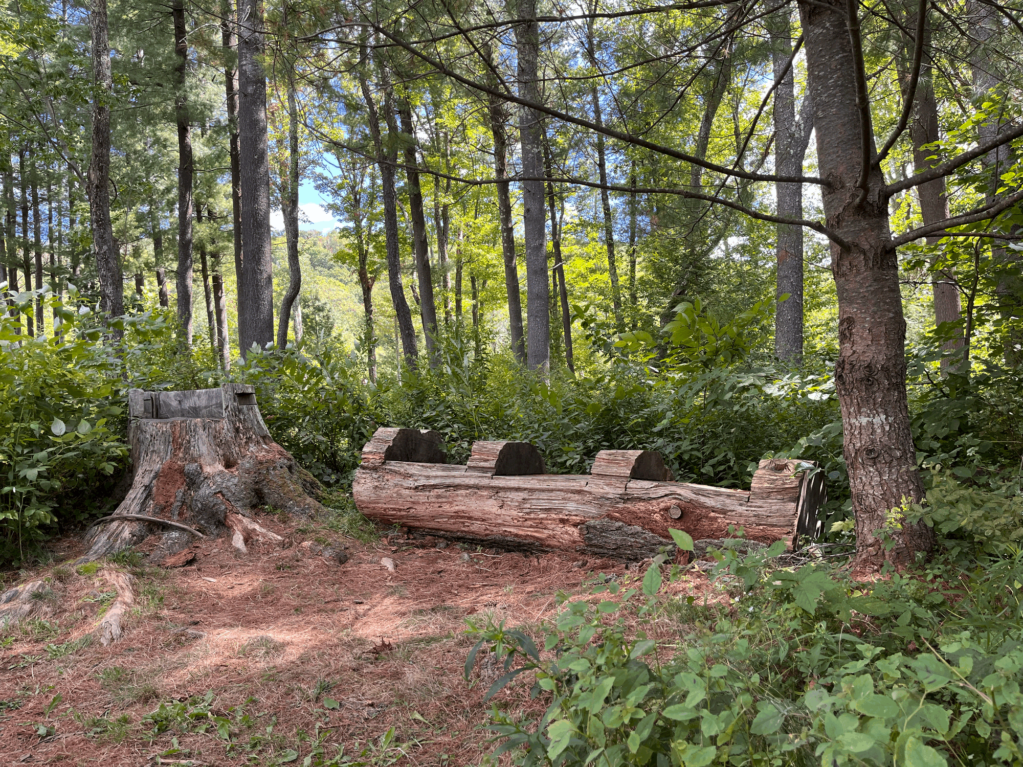 Field Trip: Mountain Top Arboretum