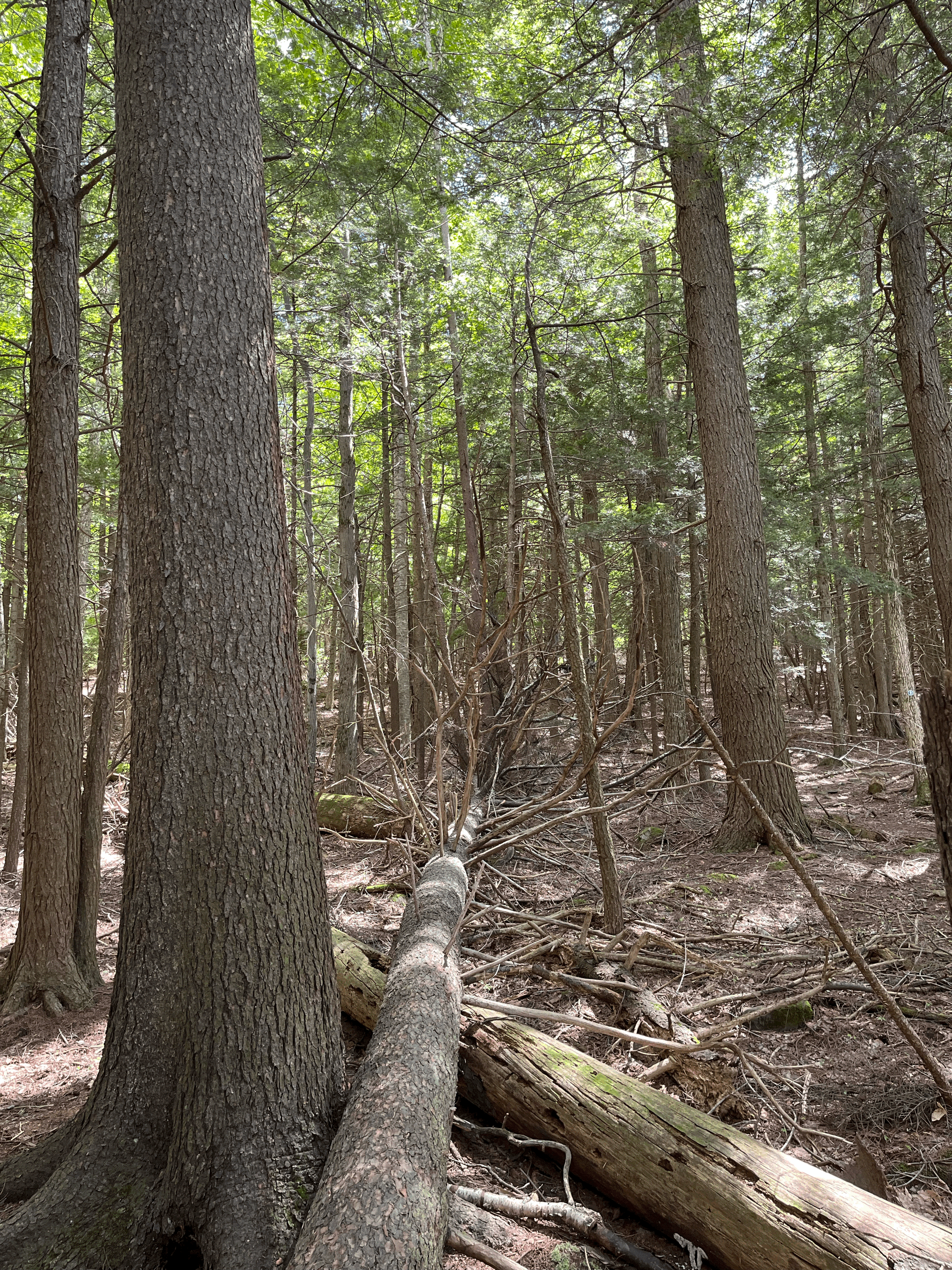 Field Trip: Mountain Top Arboretum
