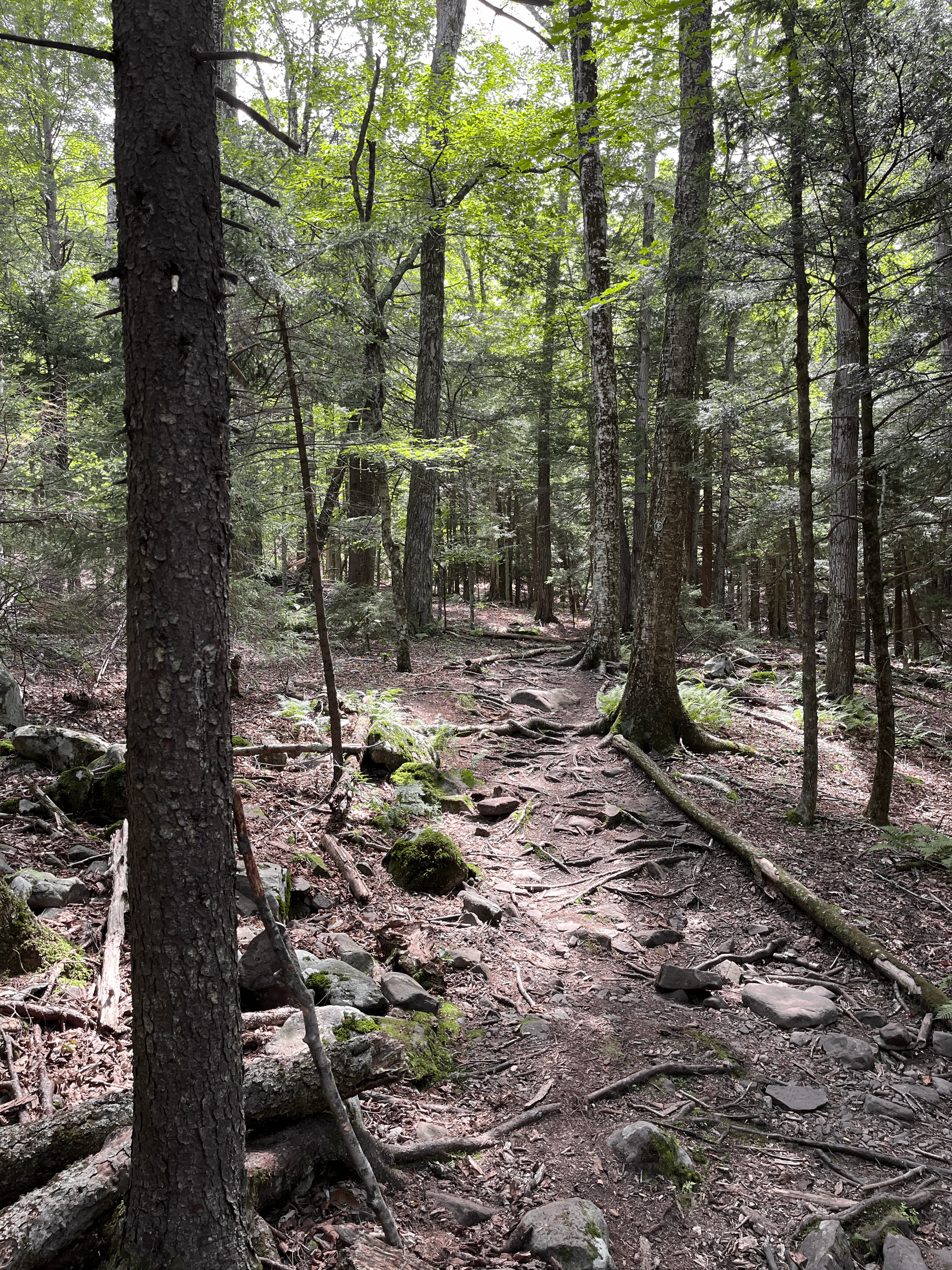 Field Trip: Mountain Top Arboretum