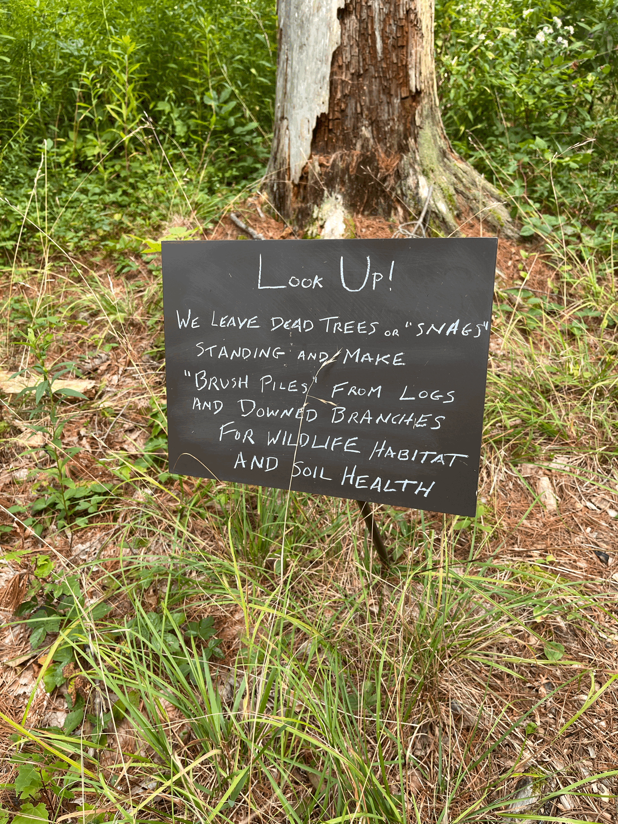 Field Trip: Mountain Top Arboretum