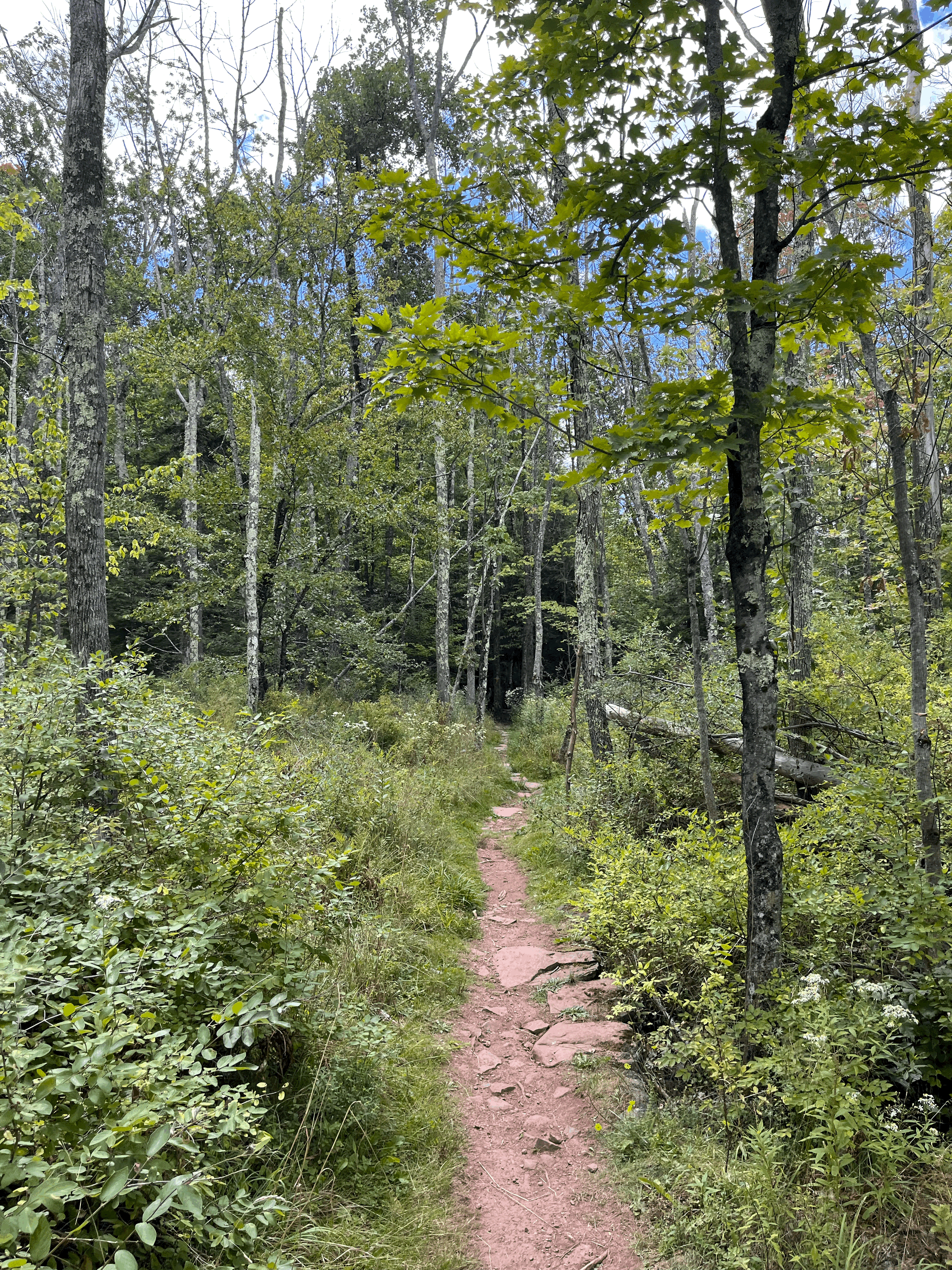 Field Trip: Mountain Top Arboretum