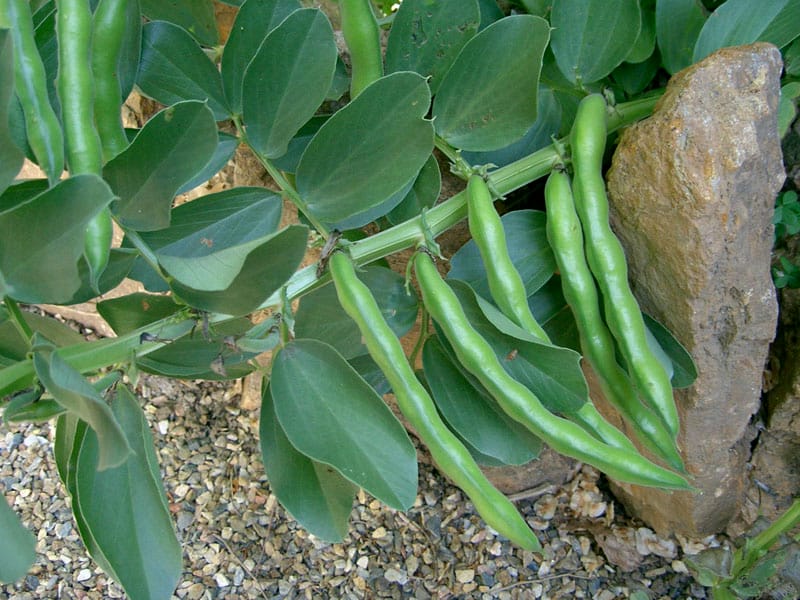 Ghosts of potagers past: California