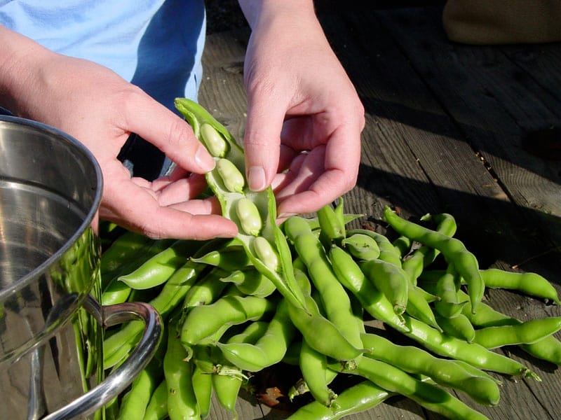 Ghosts of potagers past: California