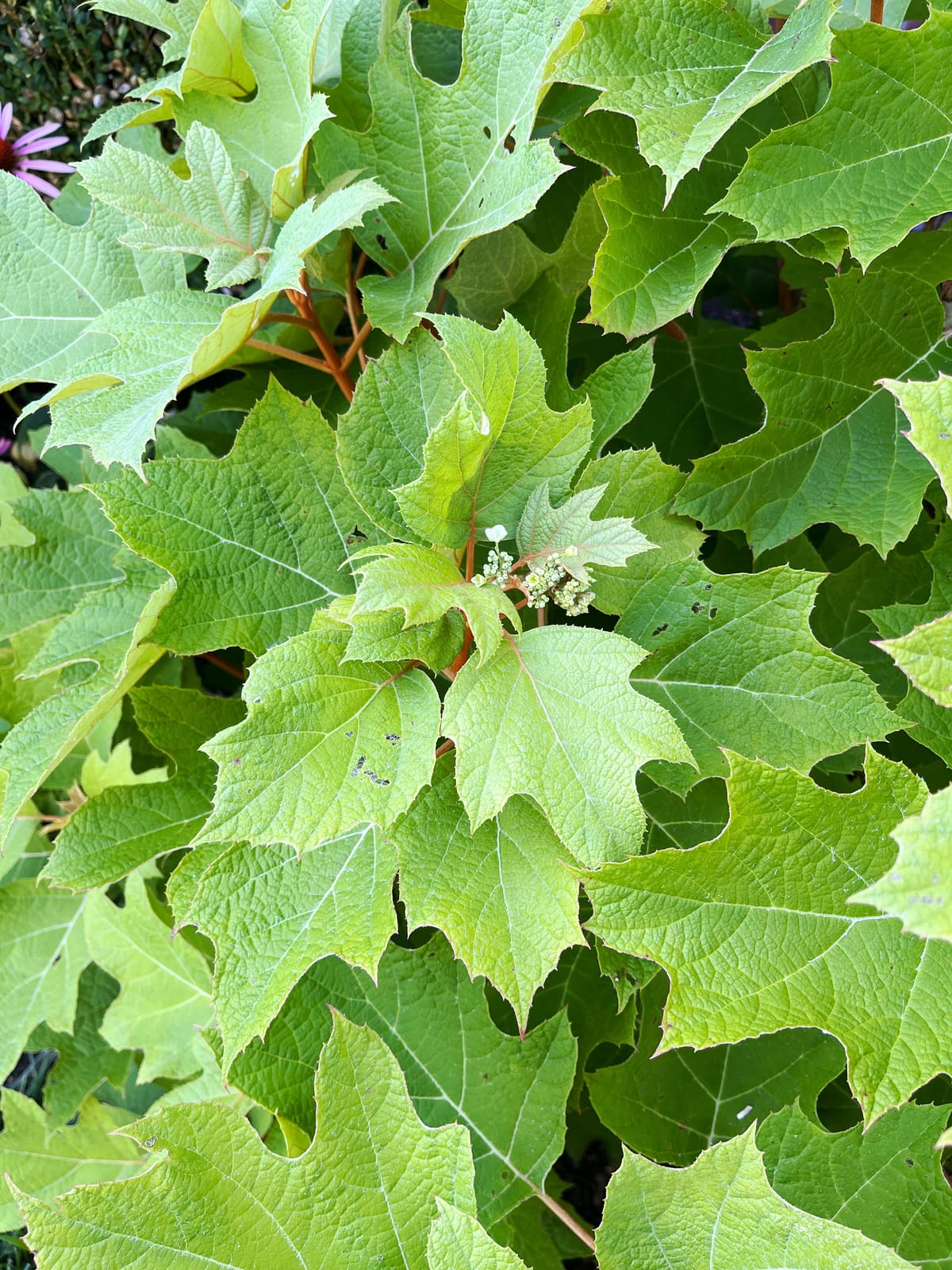 Oakleaf hydrangea ‘Alice’ just starting to form a bloom