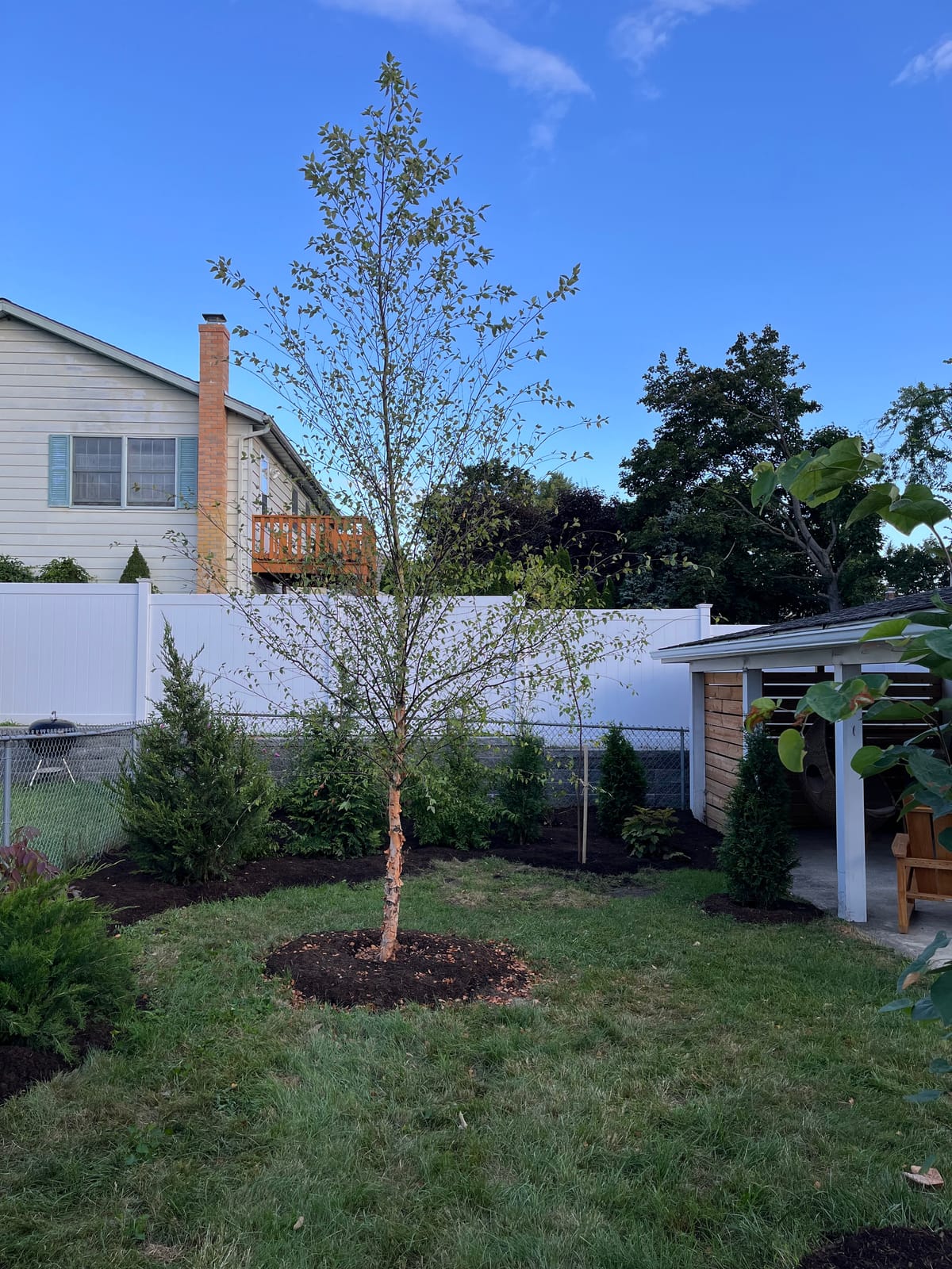 Dura-Heat birch tree with various Thuja and Juniper evergreens in freshly planted garden bed