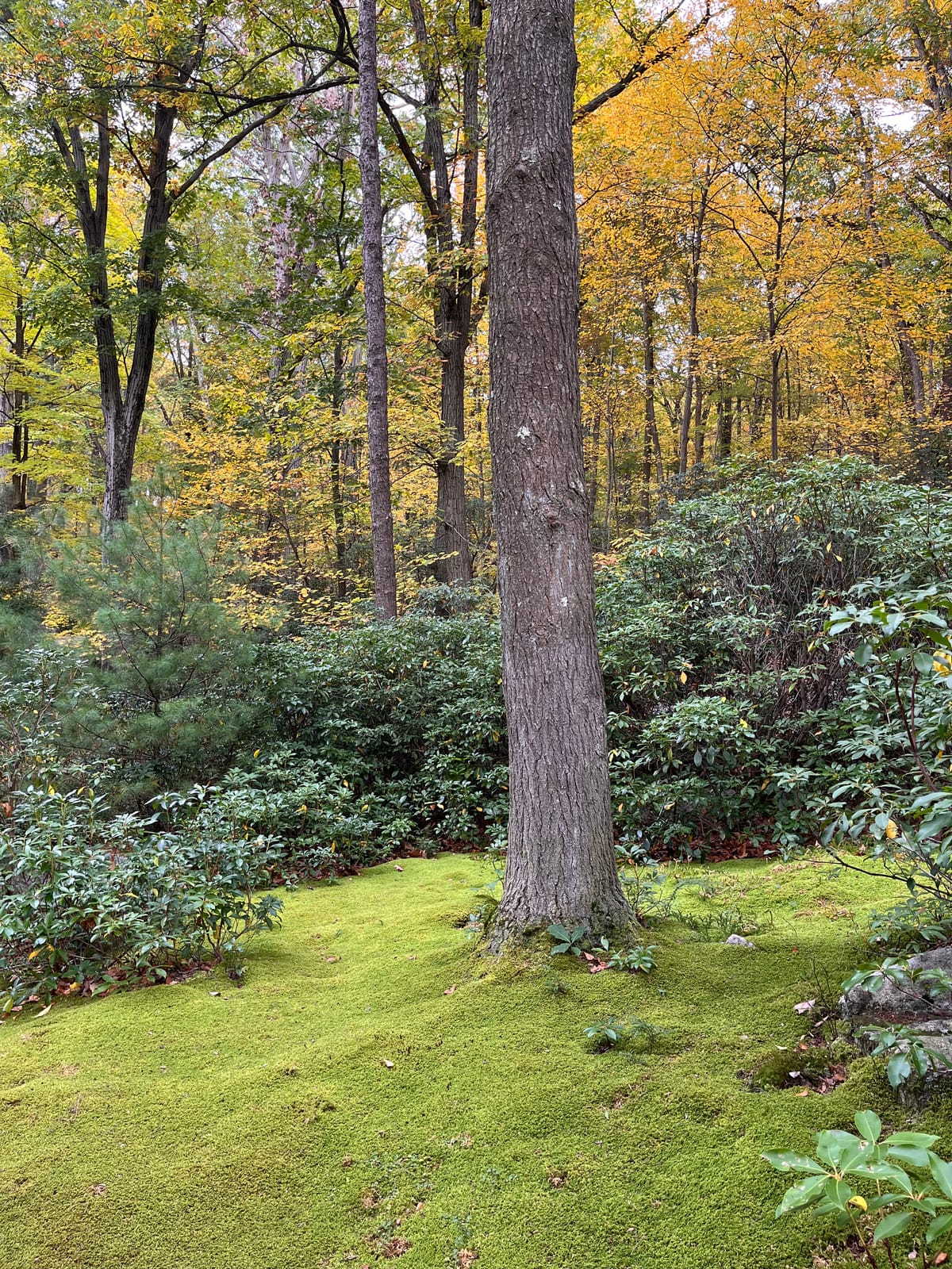 On My List: Evergreen Shrubs