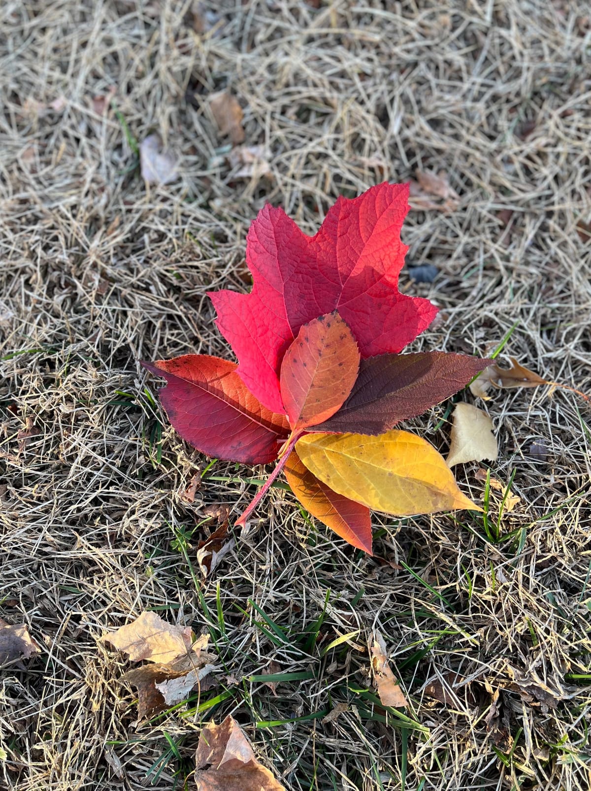 Bouquet of colorful fall leaves