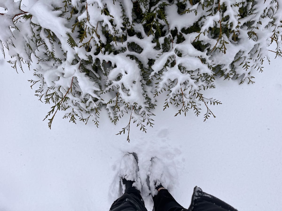 Linking About: Inspiring minds, endangered plants and nature’s torch