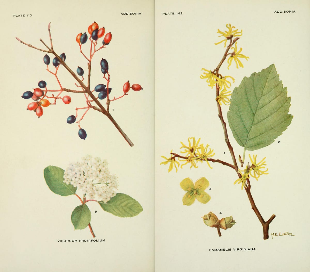 On My List: Standout shrubs