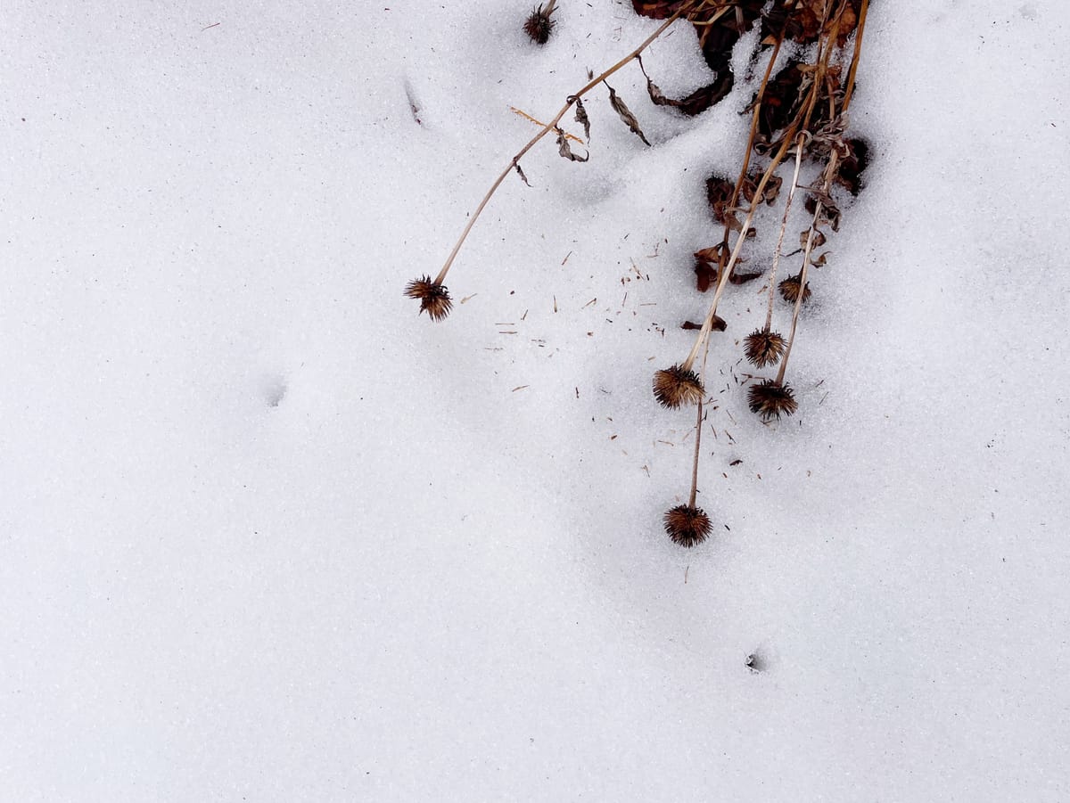 February ’26: Winter is long for a gardener