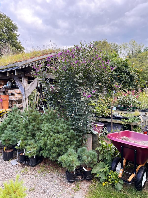 Large stand of Vernonia Noveboracensis, New York Ironweed