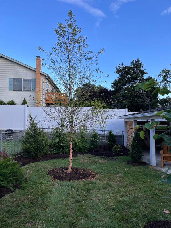 Dura-Heat birch tree with various Thuja and Juniper evergreens in freshly planted garden bed