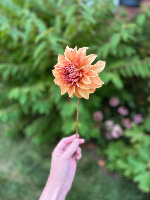 Dahlia Steve Meggos cut flower with viburnum in garden