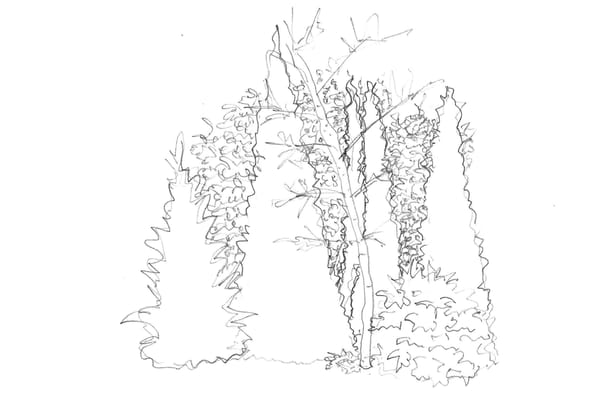 Pencil sketch of the future back hedgerow
