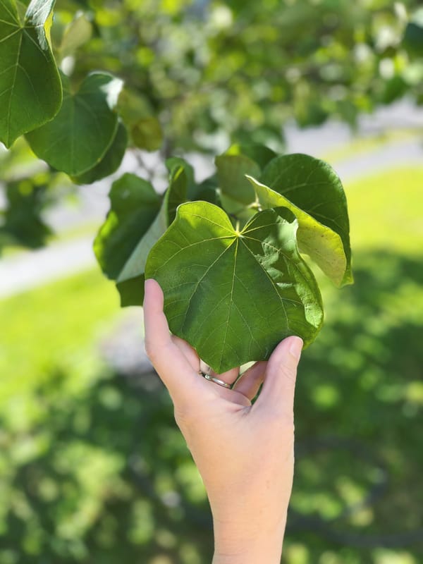 Q for You: Do you talk to plants?