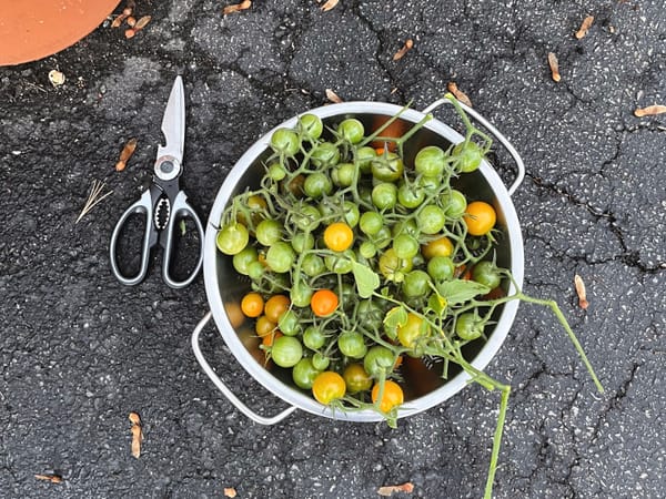 Green Sungold tomatoes in colander