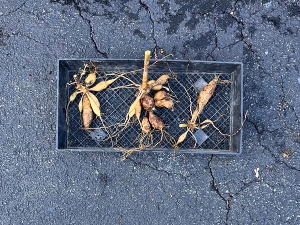 Tray of dug-up dahlia tubers.