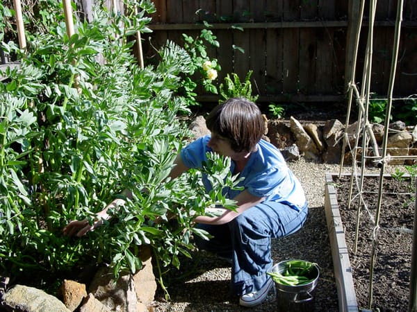 Ghosts of potagers past: California
