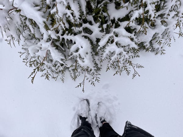 Linking About: Inspiring minds, endangered plants and nature’s torch