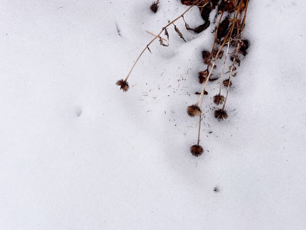 February ’26: Winter is long for a gardener