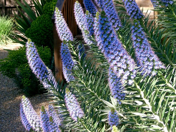 Playing Favorites: Pride of Madeira